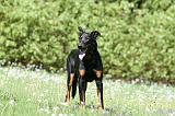 BEAUCERON 953